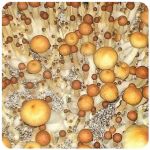 Псилоцибиновые (галлюциногенные)  грибы Psilocybin "Golden Teacher" в Дагестанских Огнях