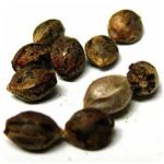 Семена марихуаны АК-47  (Seeds AK-47) в Дагестанских Огнях